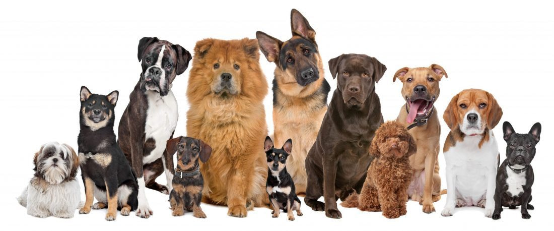 rijtje honden